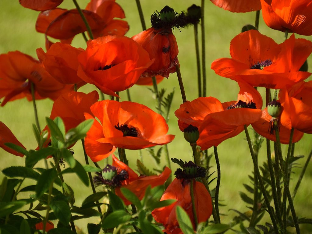mohnblumen-elisabethneumann.jpg