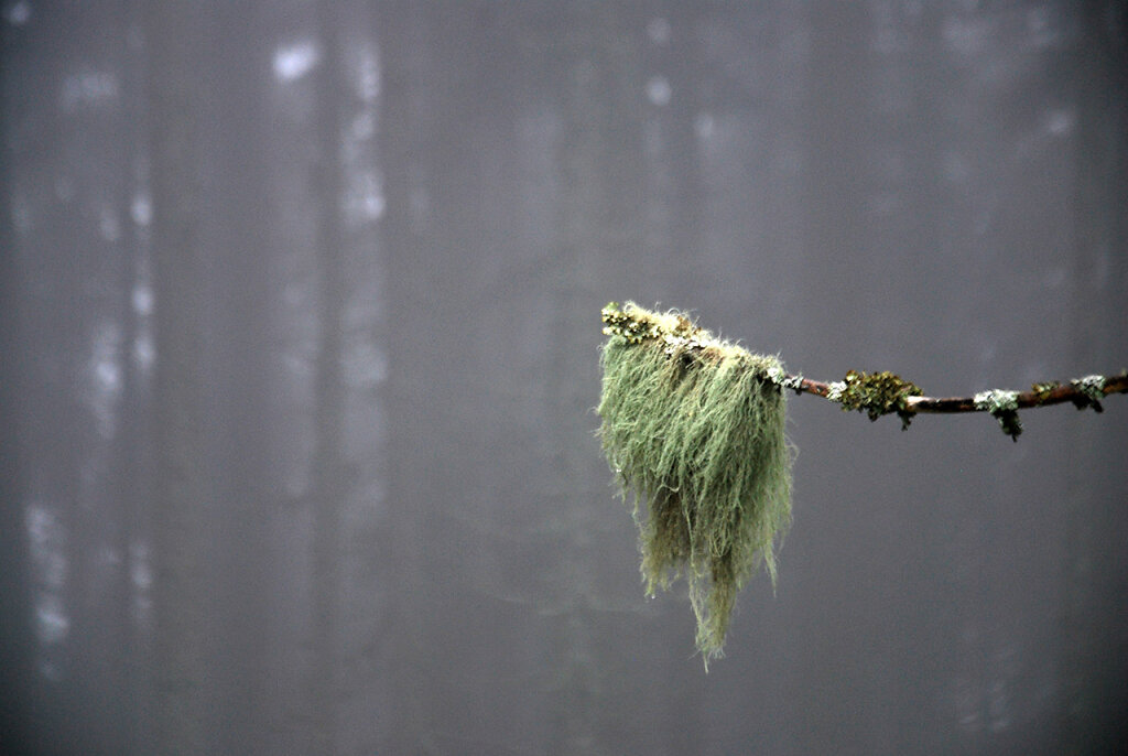 grau-waldviertel-elisabethn.jpg