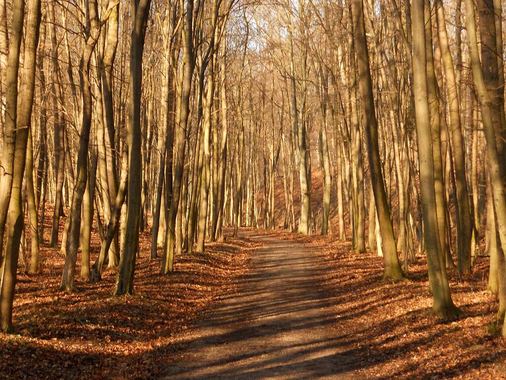 herbstwald-wienerwald-elisa.jpg