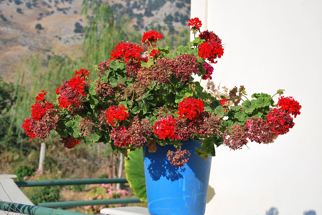 albanien12010-elisabethneum.jpg